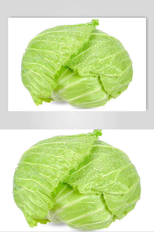 嫩绿新鲜采摘包菜高清图片