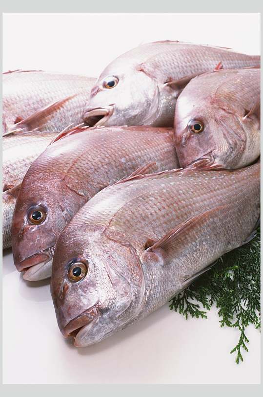 新鲜红鱼海鱼特写高清图片