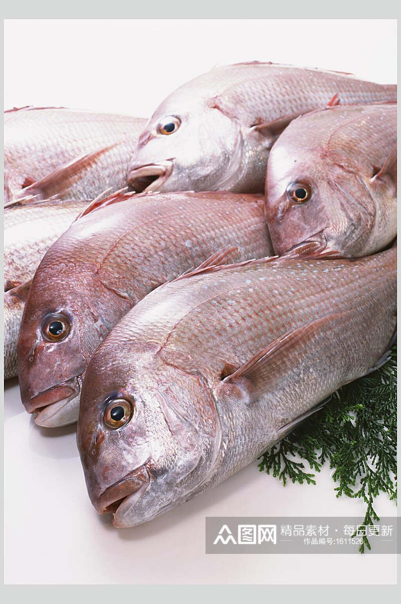 新鲜红鱼海鱼特写高清图片素材