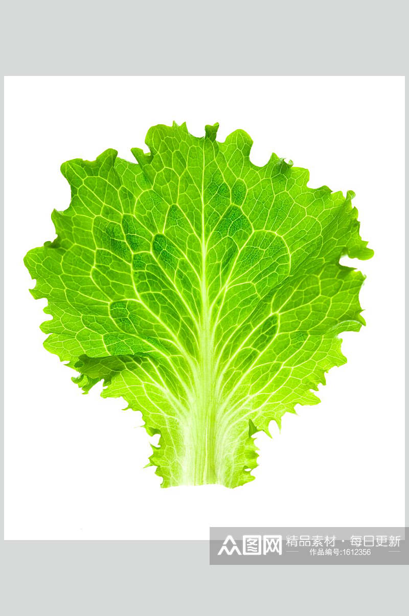 生菜蔬菜食品高清图片素材