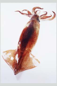 新鲜海鲜鱿鱼高清摄影图片