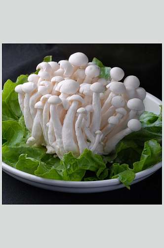 菌白玉菇高清图片