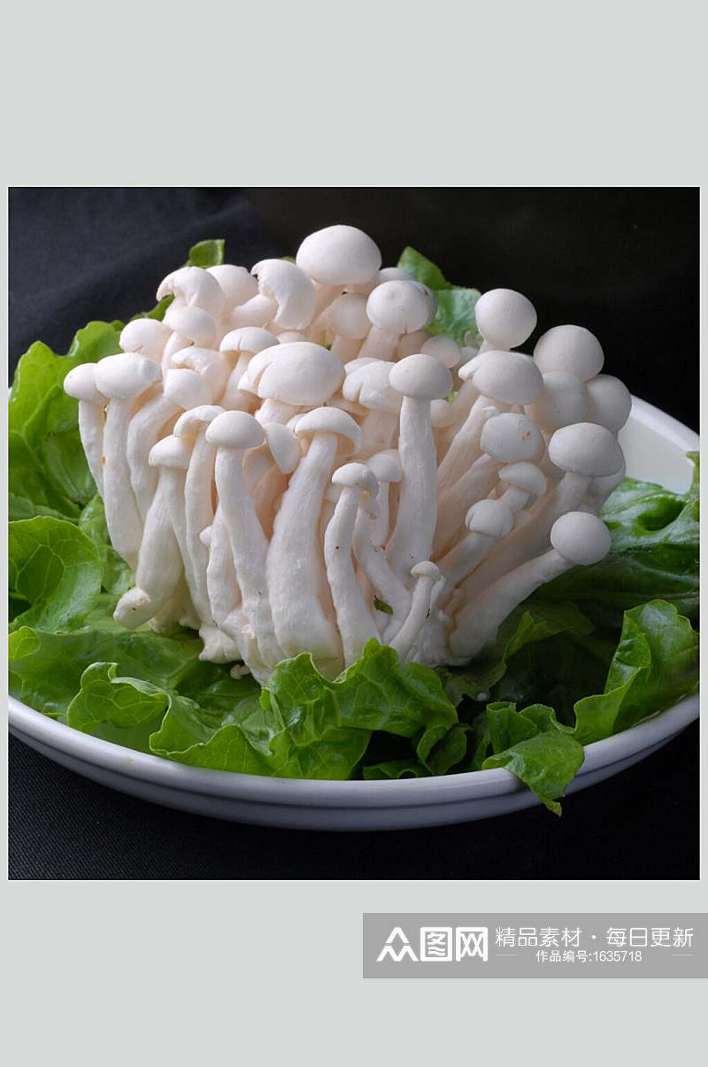 菌白玉菇高清图片素材