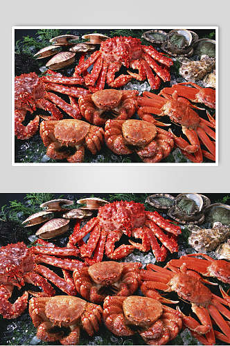 帝王蟹海鲜美食食品高清图片