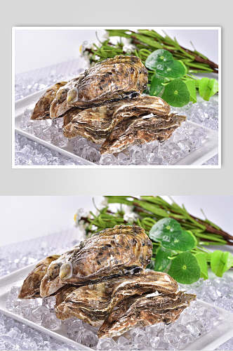新鲜牡蛎高清摄影图