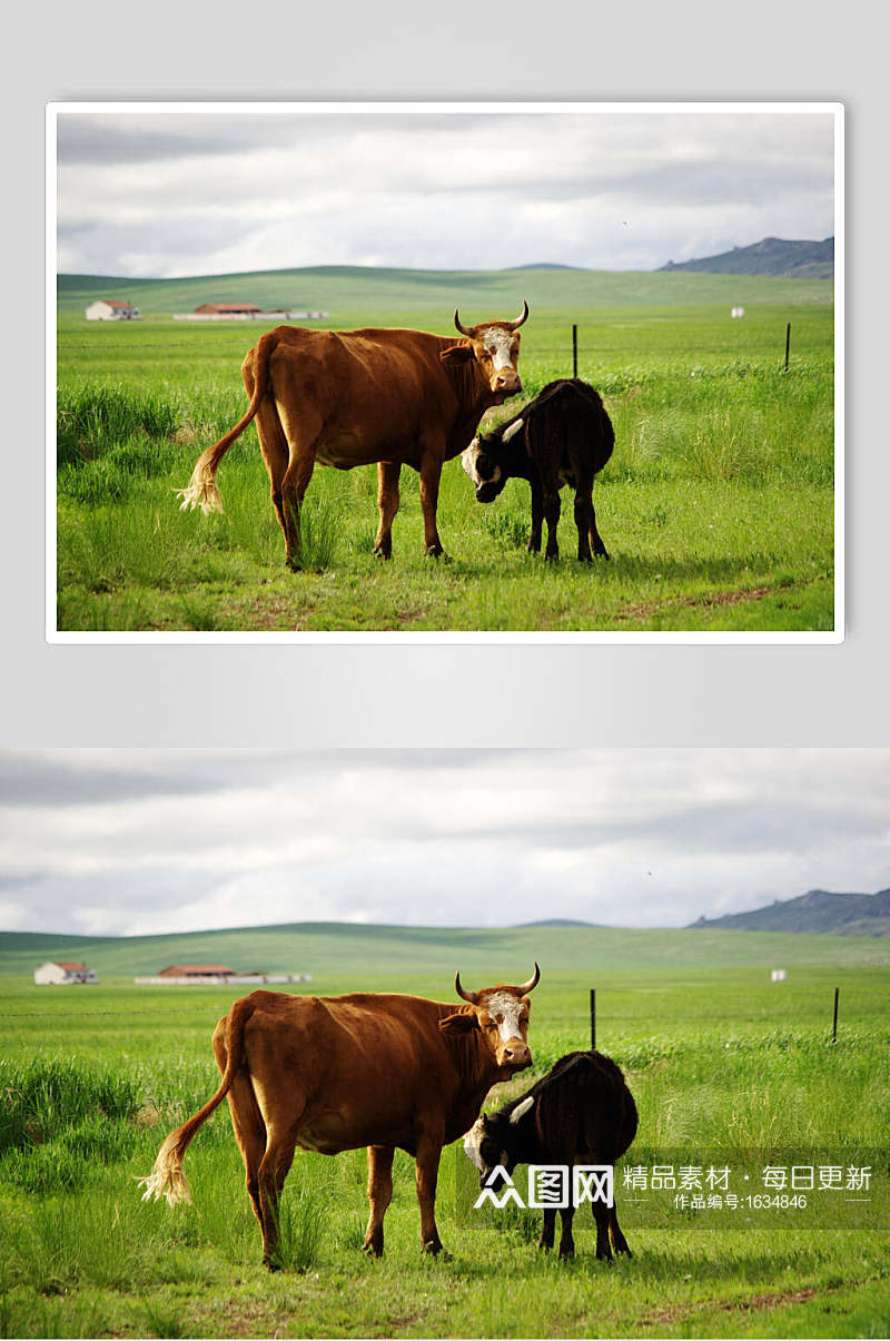 奶牛牛排实拍图片素材