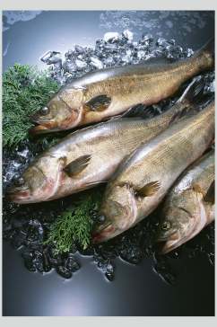 新鲜海鱼海鲜食品高清图片