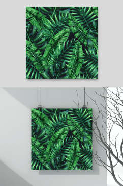 热带雨林植物插画元素素材