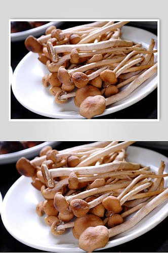 海鲜汤锅类茶树菇食品高清图片