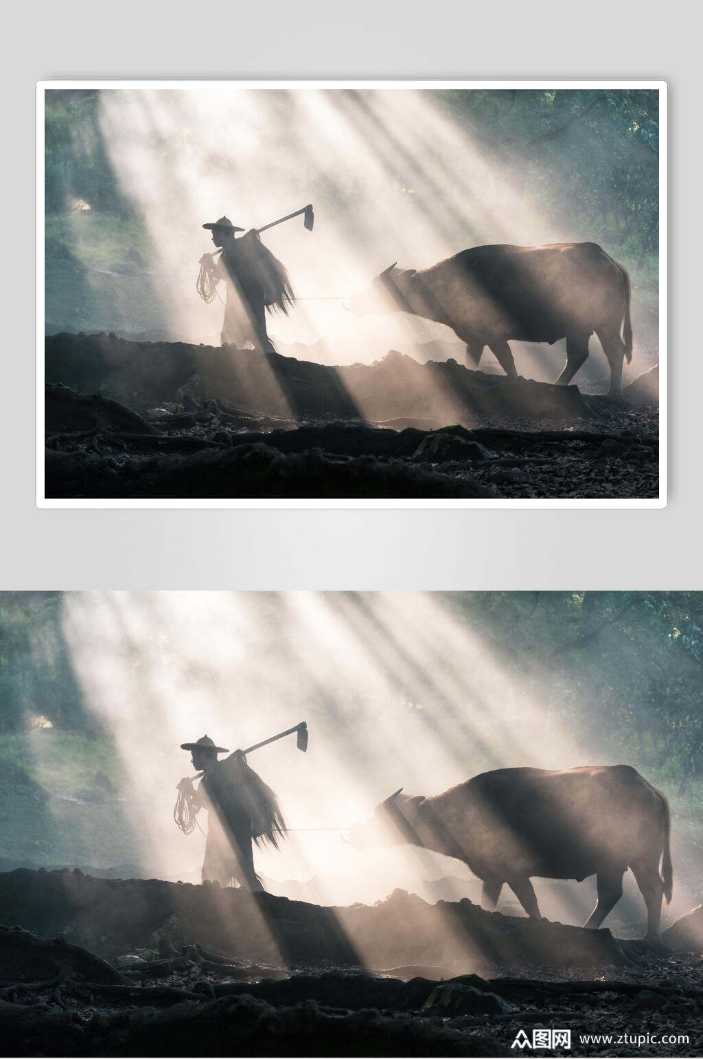 农夫与牛意境摄影图