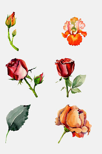 玫瑰花手绘画花卉免抠元素素材