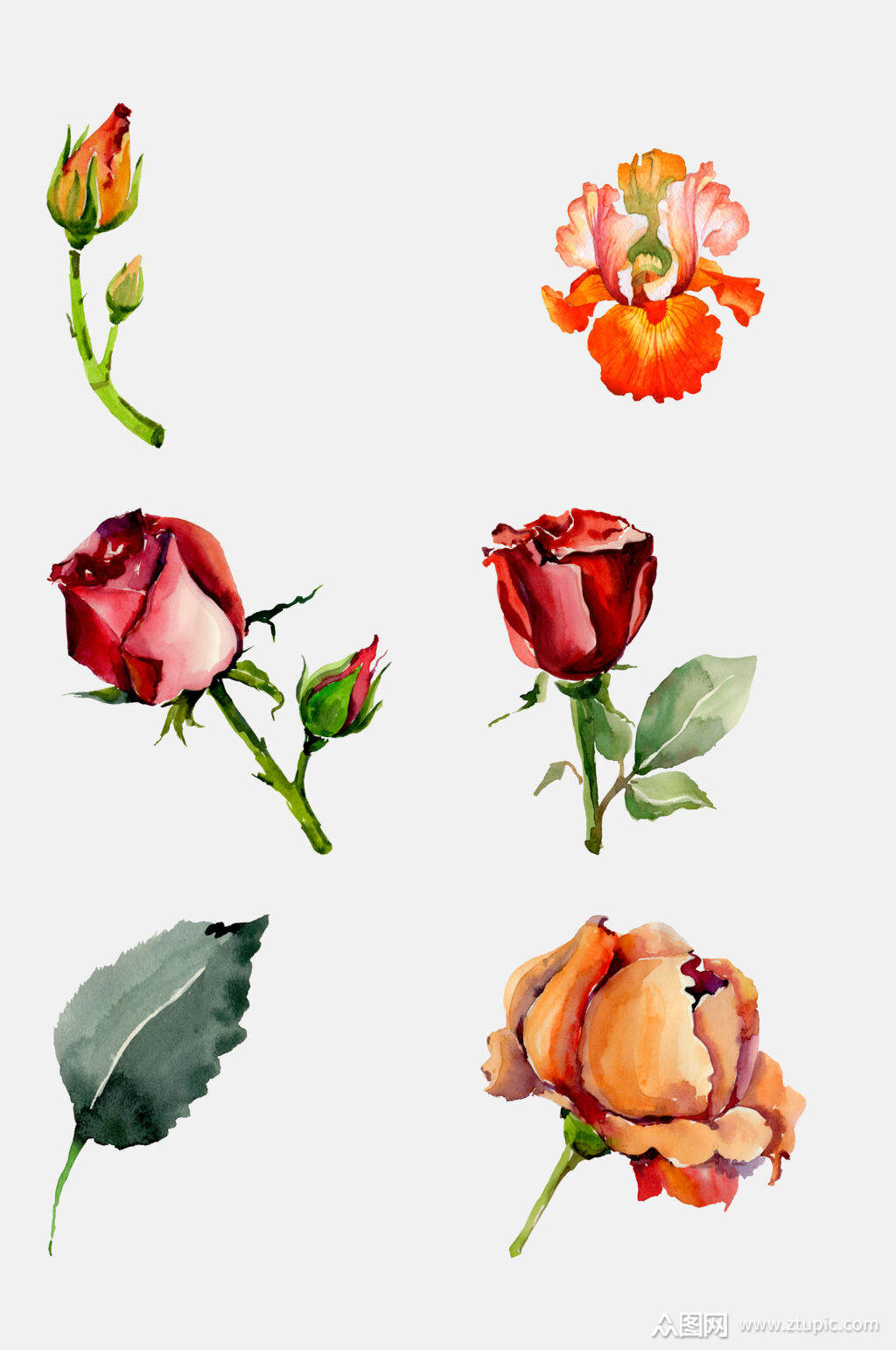 玫瑰花手绘画花卉免抠元素素材