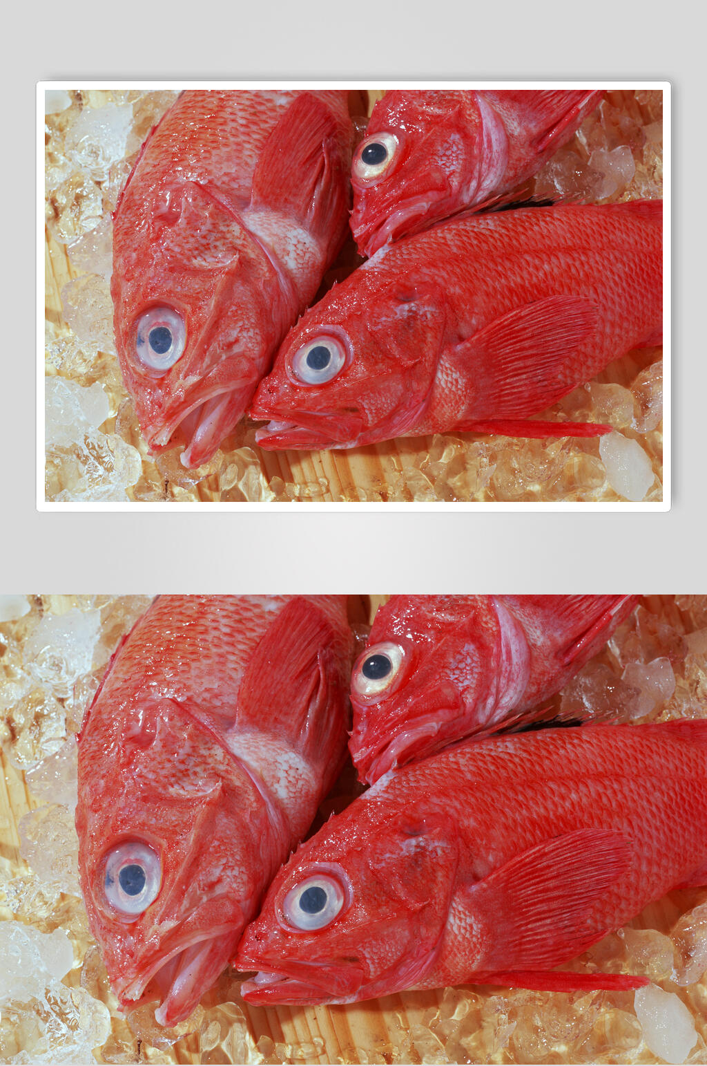 冰镇海鱼海鲜美食高清图片素材