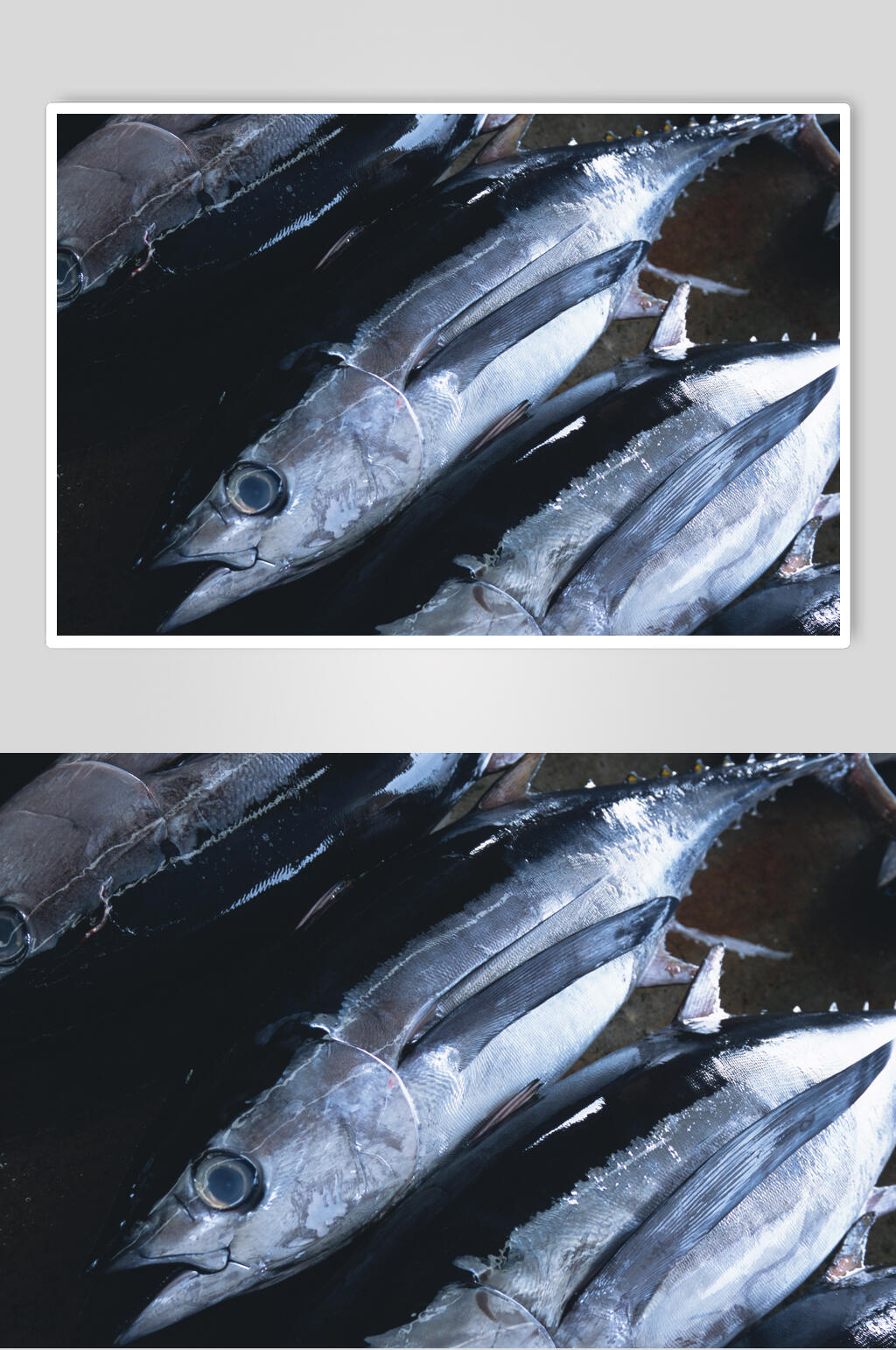 银鱼海鱼海鲜高清图片素材