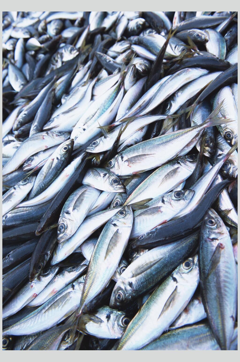 海鱼美食远景高清图片素材