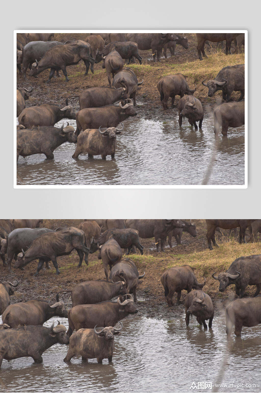 河边水牛牛群实拍图片