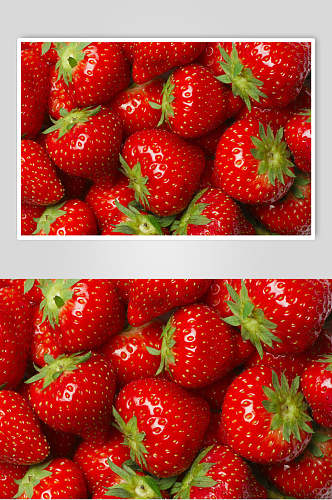 新鲜采摘草莓摄影图