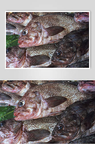 斑鱼海鱼食品高清图片