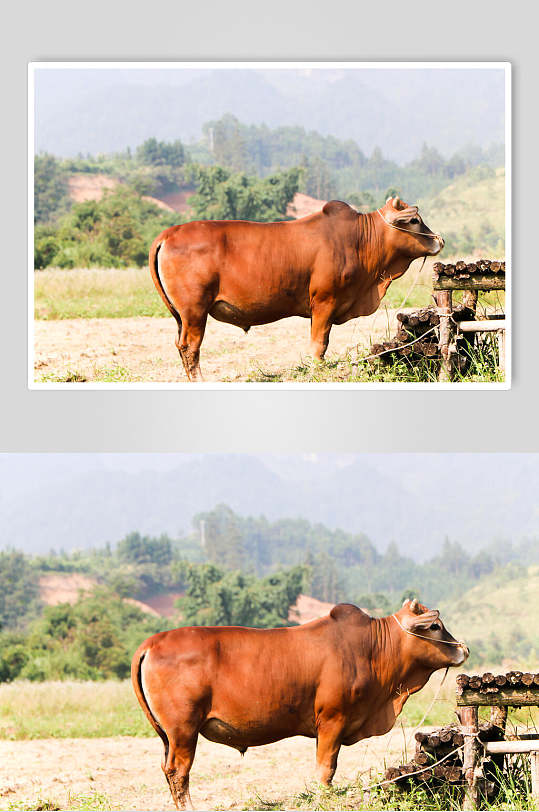 户外黄牛实拍图片