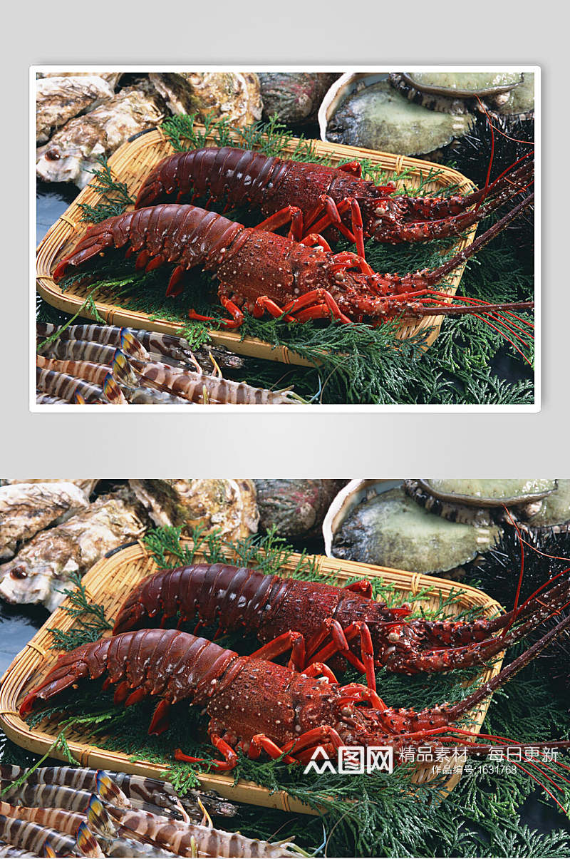 大龙虾高清图片新鲜素材