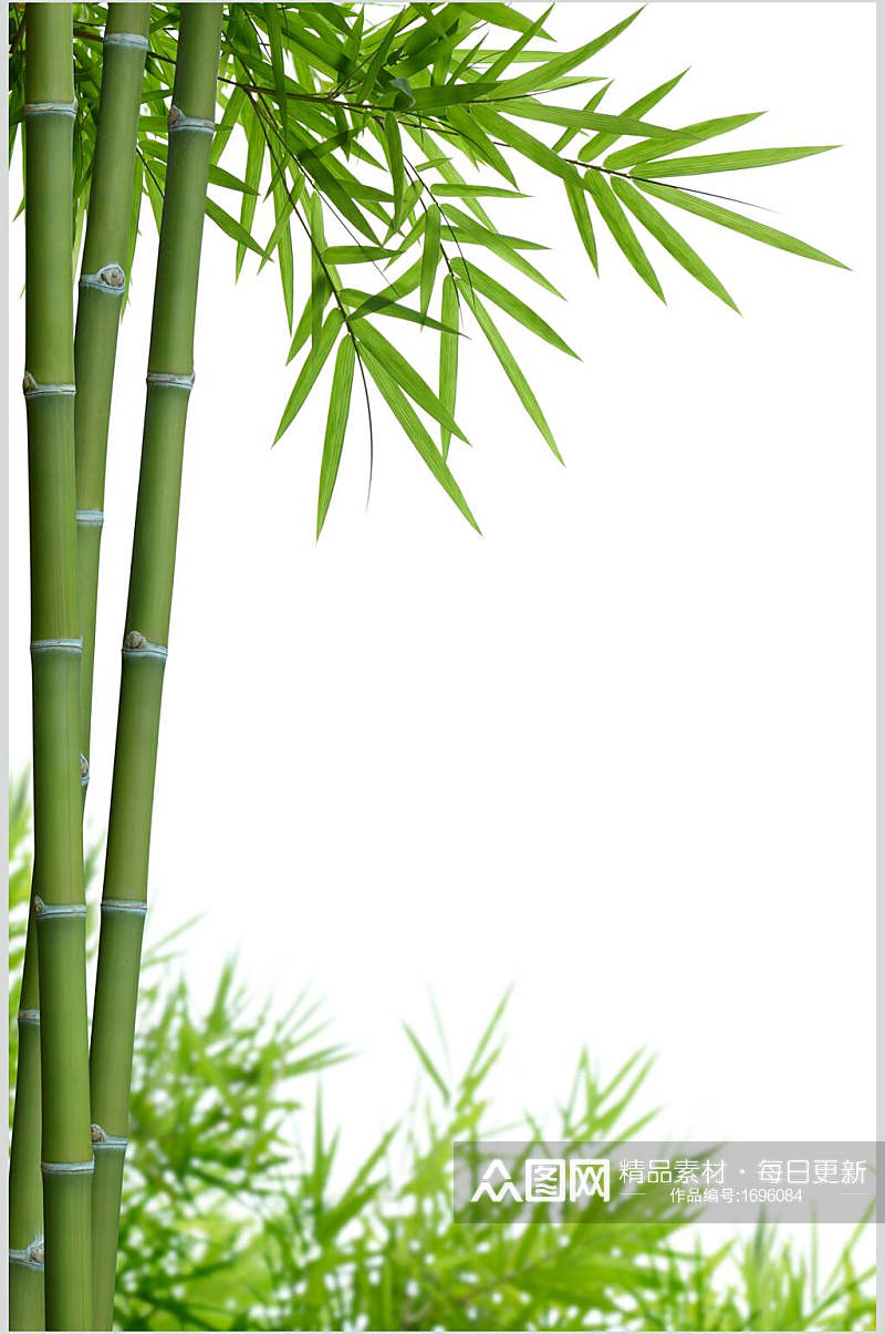 竹子竹林图片素材