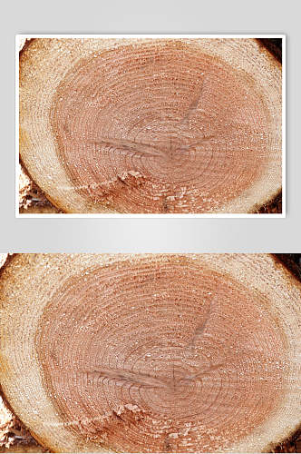 树皮树纹年轮纹理摄影视觉