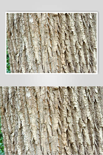 树皮树纹条理树皮视觉摄影图