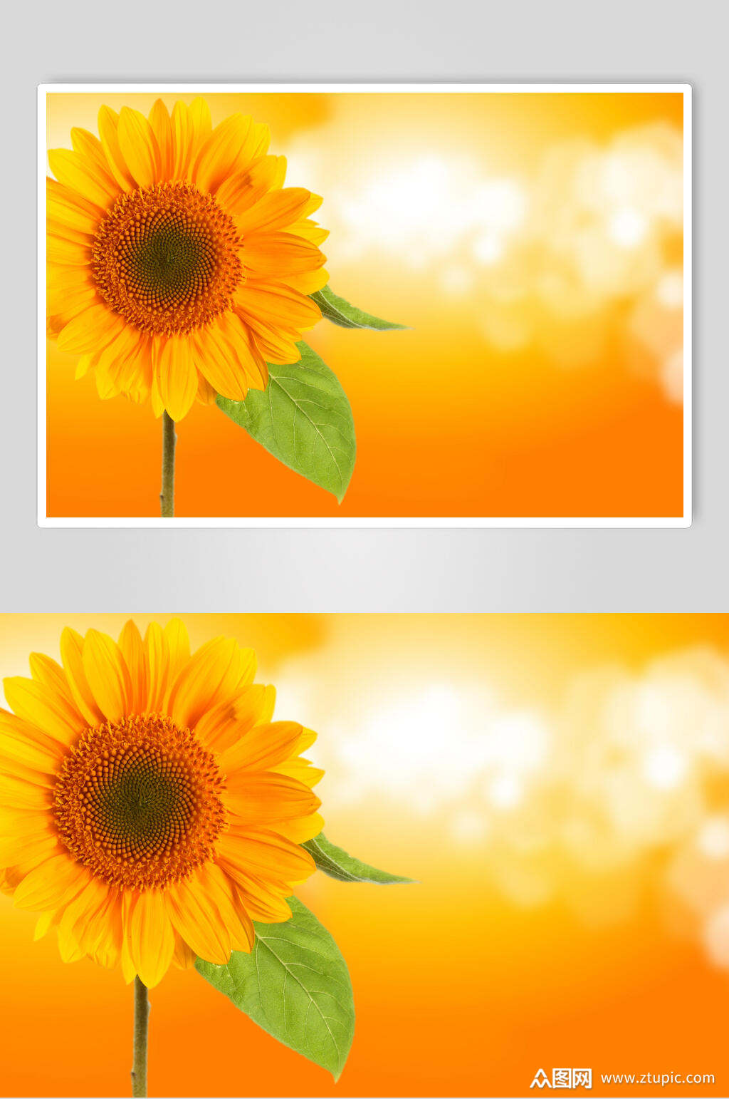 唯美橙色向日葵图片模板下载-编号1679715-众图网