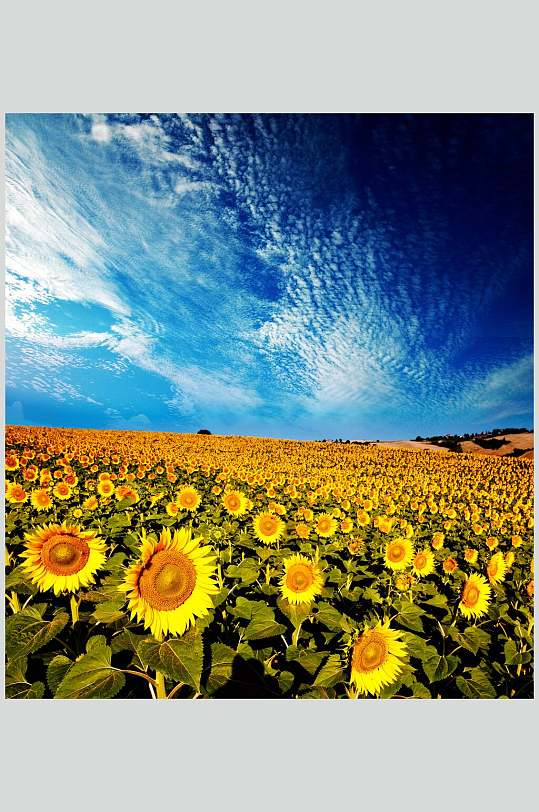向日葵花海高清图片（花的图片大全大图）