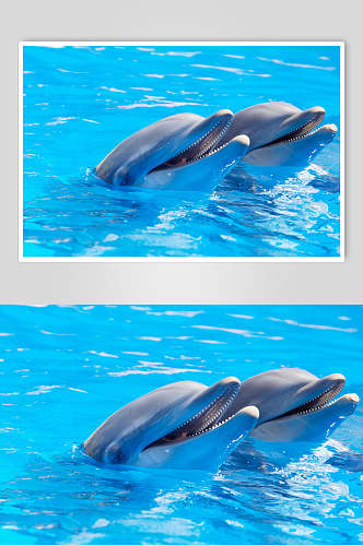 蓝色海豚海洋世界海底世界D立体图海报