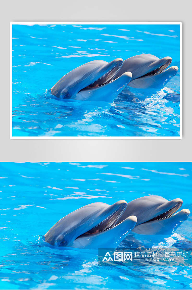 蓝色海豚海洋世界海底世界D立体图海报素材