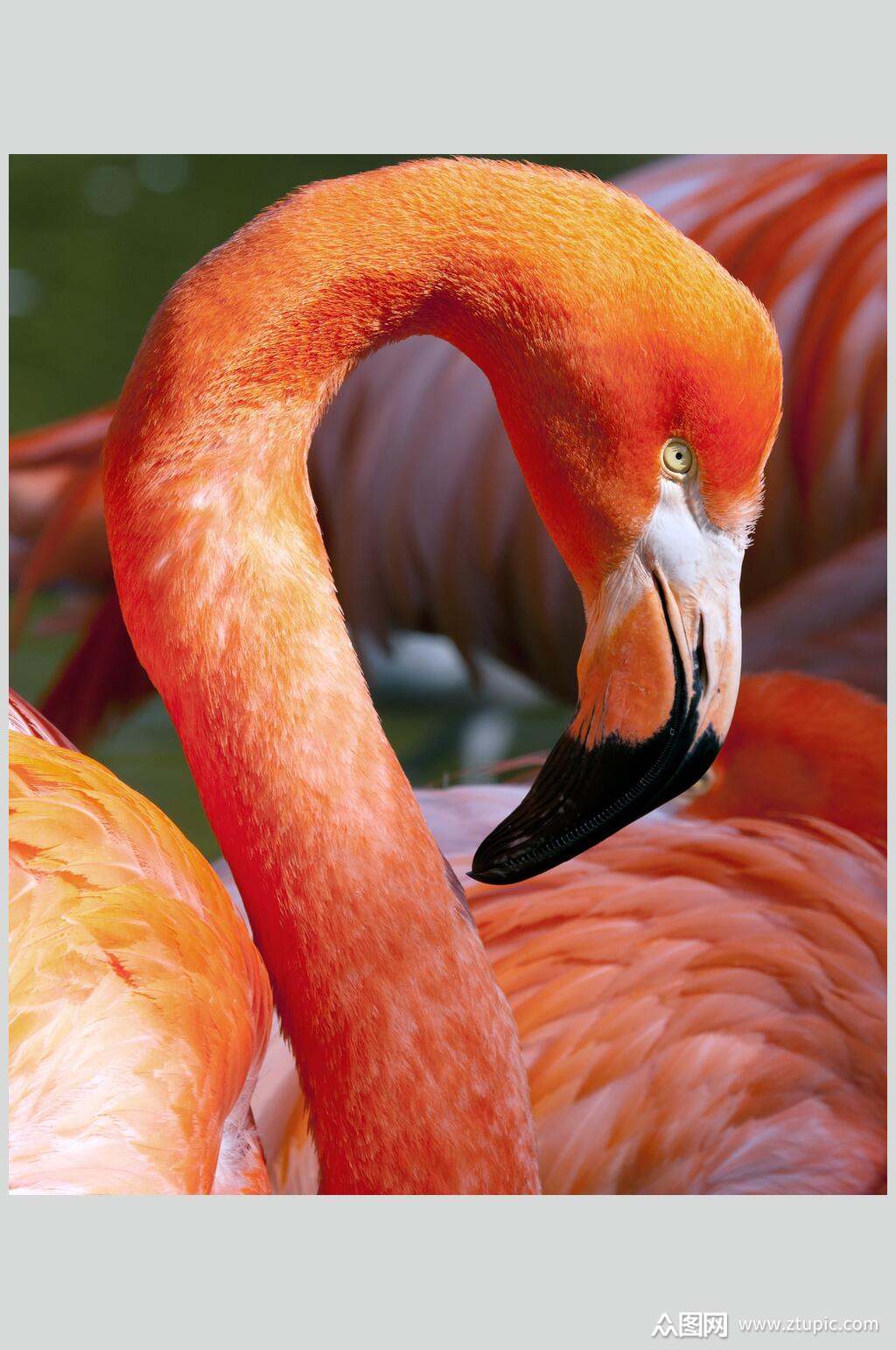 火烈鸟高清摄影图片