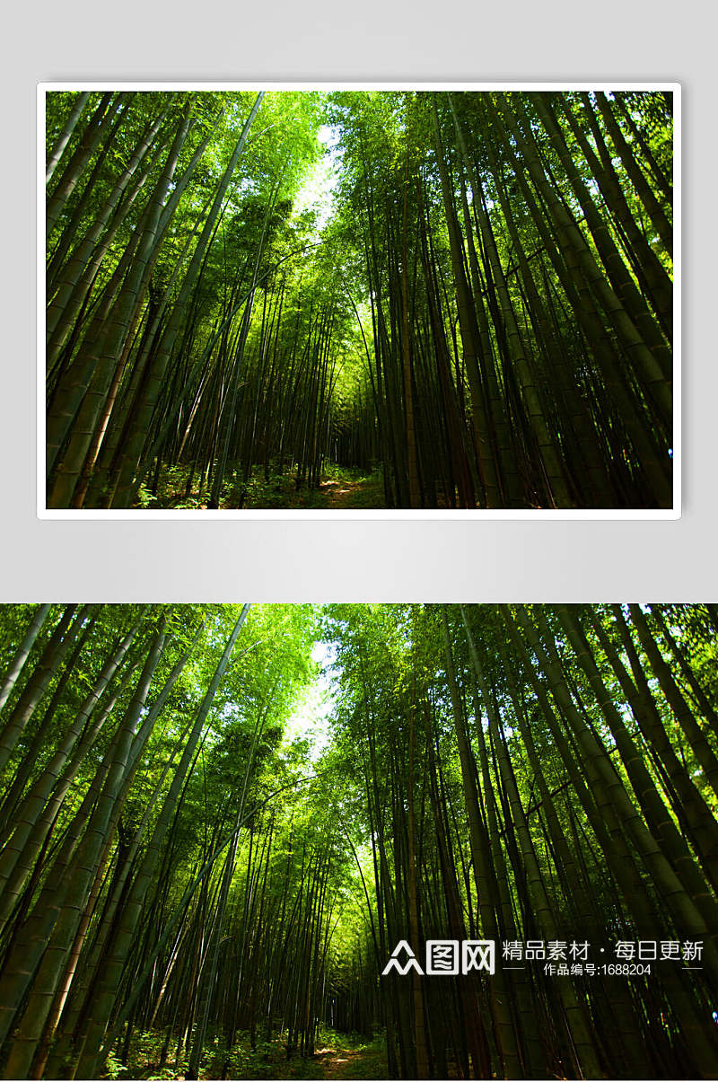 竹子竹林逆光拍摄图片素材