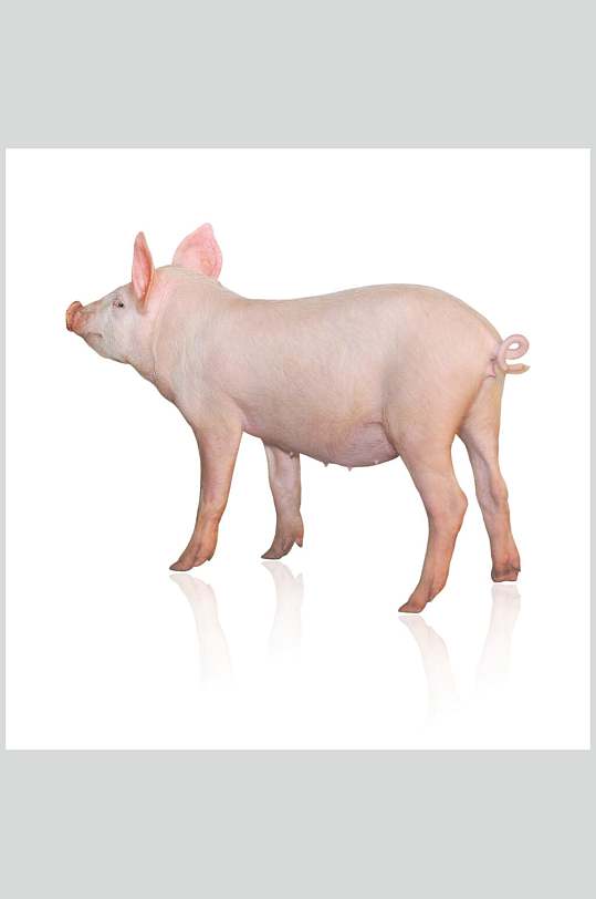 粉色可爱猪摄影图