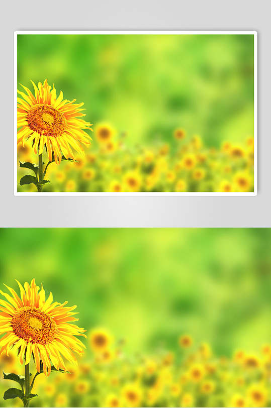绿色植物向日葵清新摄影图 植物摄影图