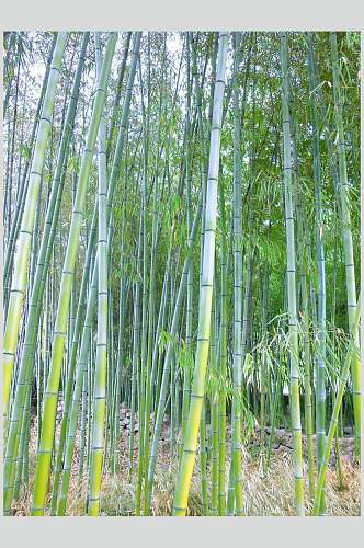 竹子竹林高清图片