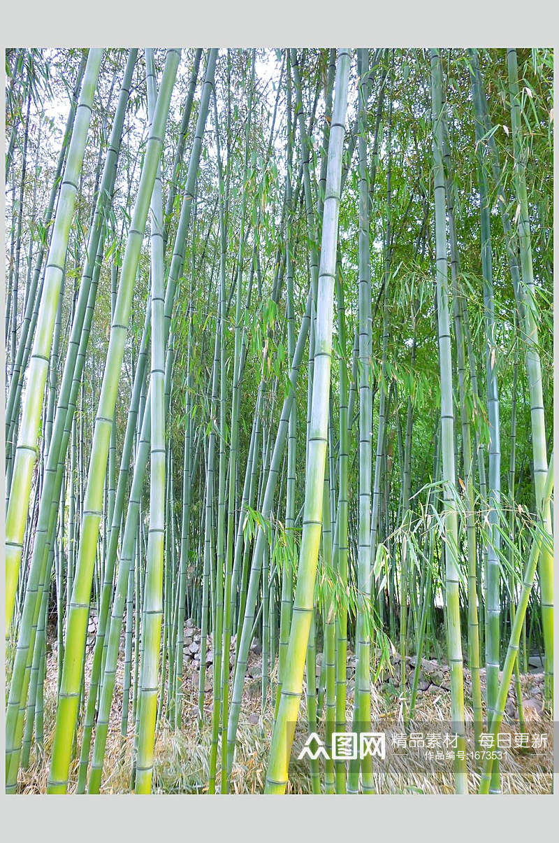 竹子竹林高清图片素材
