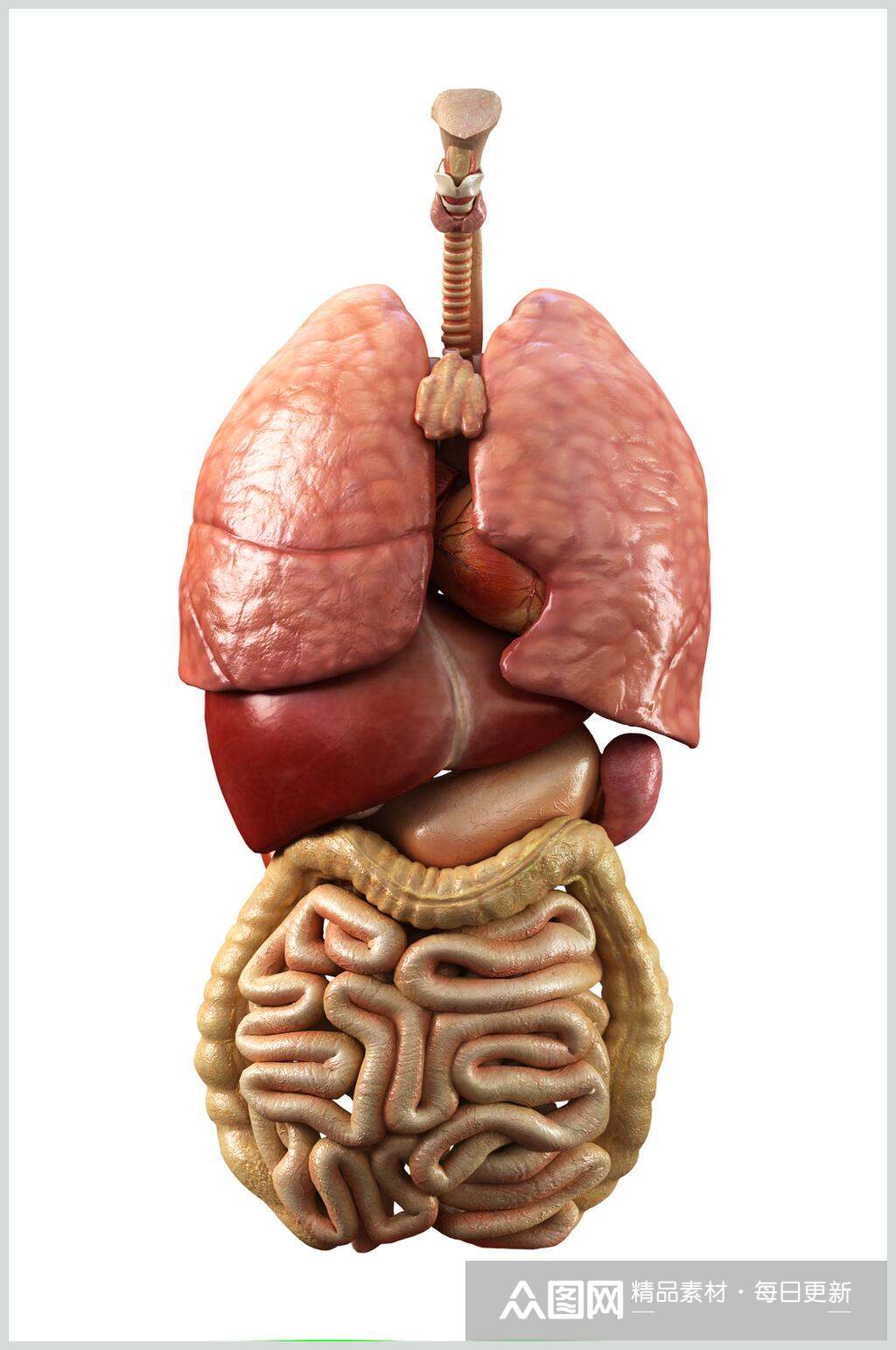 心脏肺部人体器官高清图片