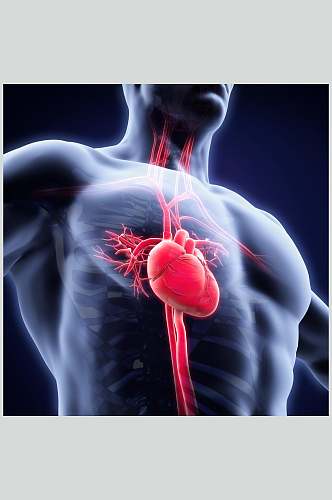 心脏肺部人体器官特写摄影图
