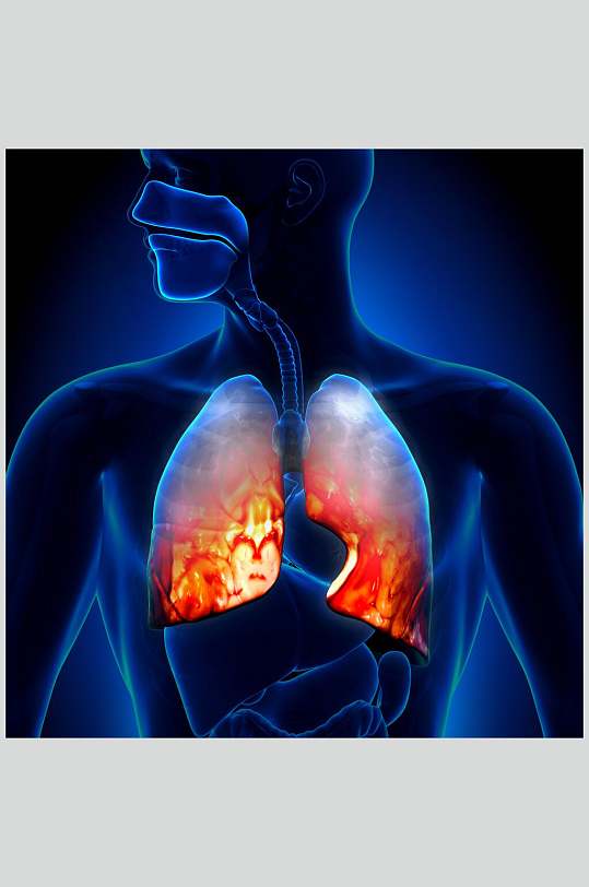 创意心脏肺部人体器官高清摄影图片