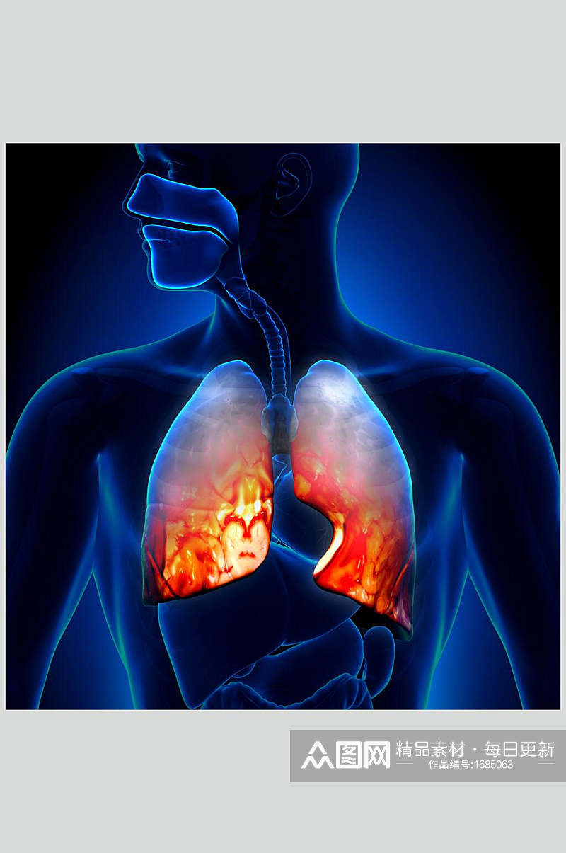 创意心脏肺部人体器官高清摄影图片素材