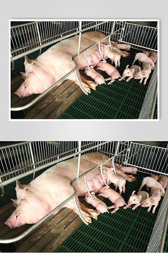 生产猪猪崽子摄影图