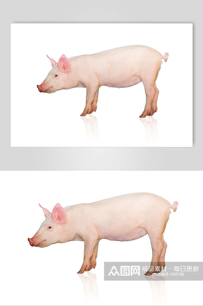 猪头白色免扣高清饲养猪摄影图素材