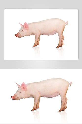 猪头白色免扣高清饲养猪摄影图