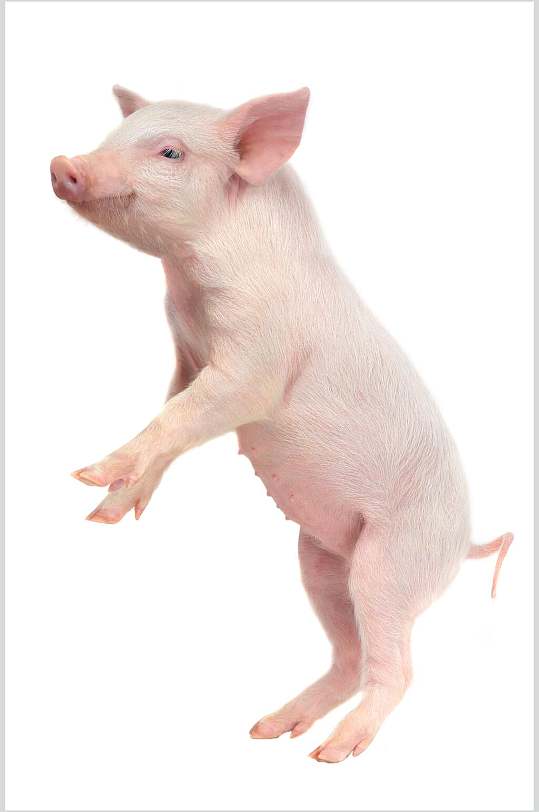 白色背景免扣饲养猪摄影图
