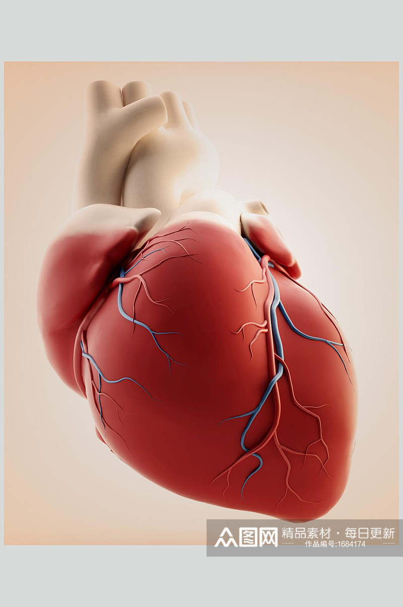 心脏肺部人体器官放大图片素材