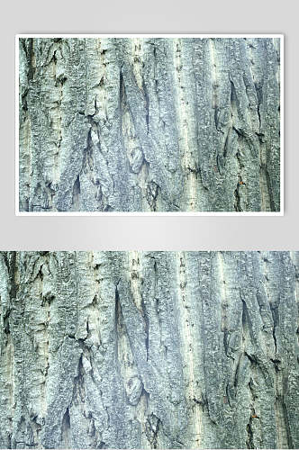 创意树皮树纹高清摄影图片