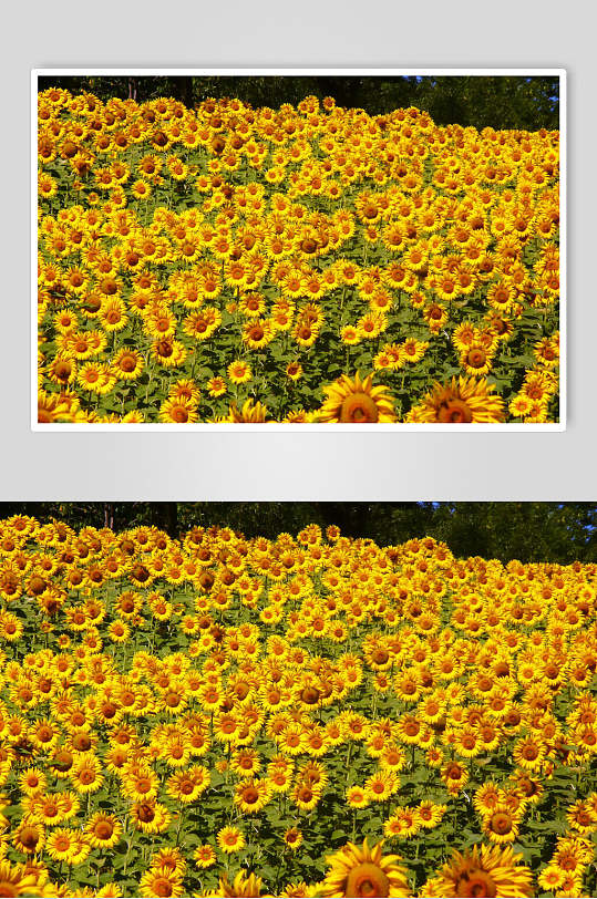向日葵花朵花瓣摄影图