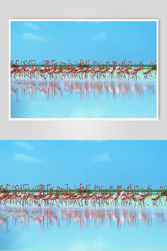 野生动物粉红色鸟类火烈鸟摄影图高清图片素材