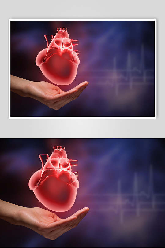 手捧心脏正面人体器官图片